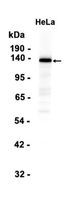 BubR1 Rabbit Monoclonal Antibody - Size: 100µl
