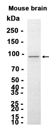 VAV3 Rabbit Monoclonal Antibody