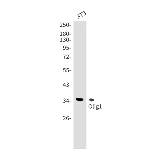 Olig1 Rabbit Monoclonal Antibody - Size: 50µl