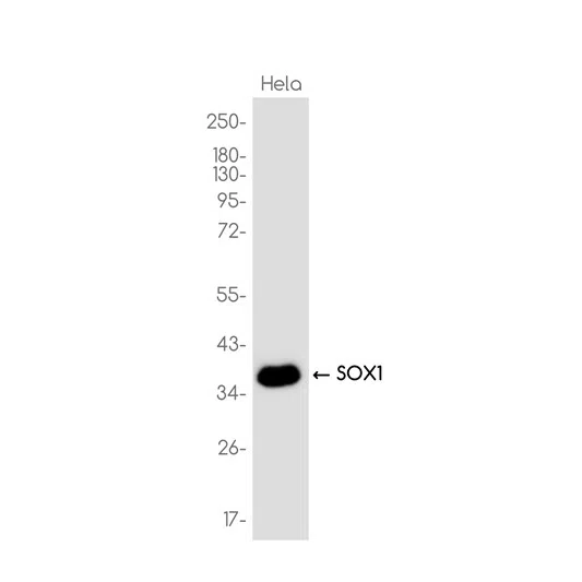 SOX1 Rabbit Monoclonal Antibody - Size: 100µl