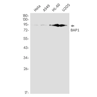 BAP1 Rabbit Monoclonal Antibody - Size: 50µl