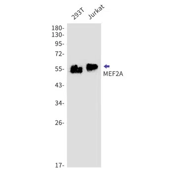 MEF2A Rabbit Monoclonal Antibody - Size: 50µl