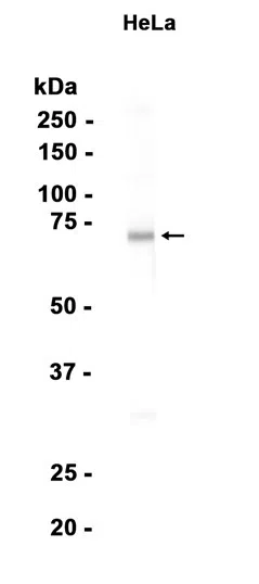 SAMHD1 Rabbit Monoclonal Antibody - Size: 100µl
