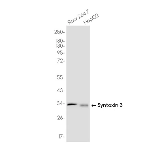 Syntaxin 3 Rabbit Monoclonal Antibody