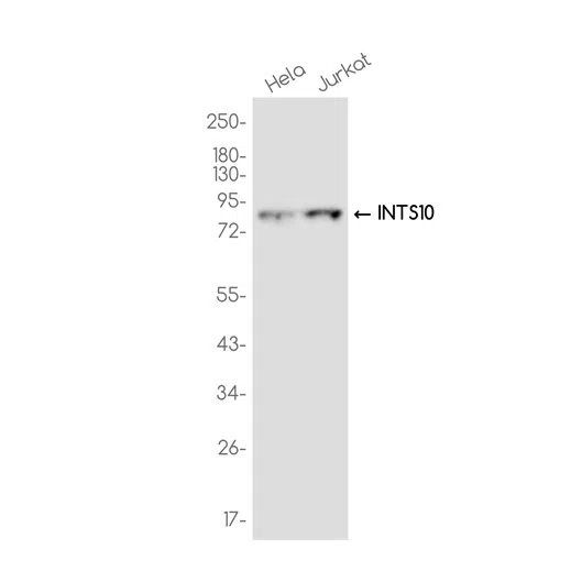 INTS10 Rabbit Monoclonal Antibody - Size: 100µl