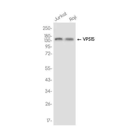 PIK3R4 Rabbit Monoclonal Antibody - Size: 100µl