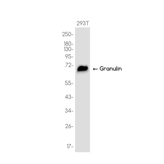 Granulin Rabbit Monoclonal Antibody - Size: 50µl