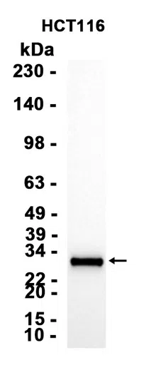 LIME Rabbit Monoclonal Antibody - Size: 100µl