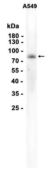 C1s Rabbit Monoclonal Antibody