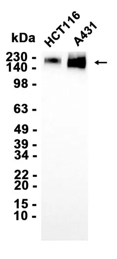 MRP1 Rabbit Monoclonal Antibody - Size: 50µl