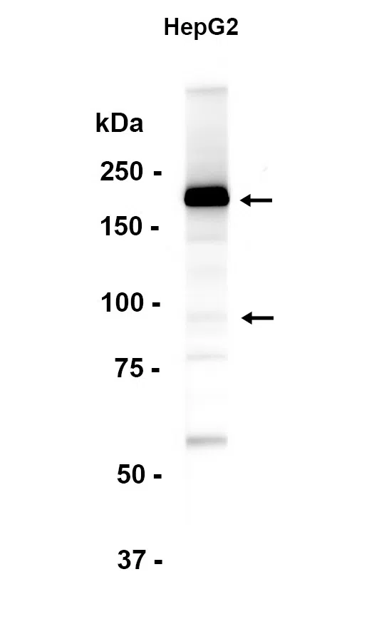 C4b Rabbit Monoclonal Antibody