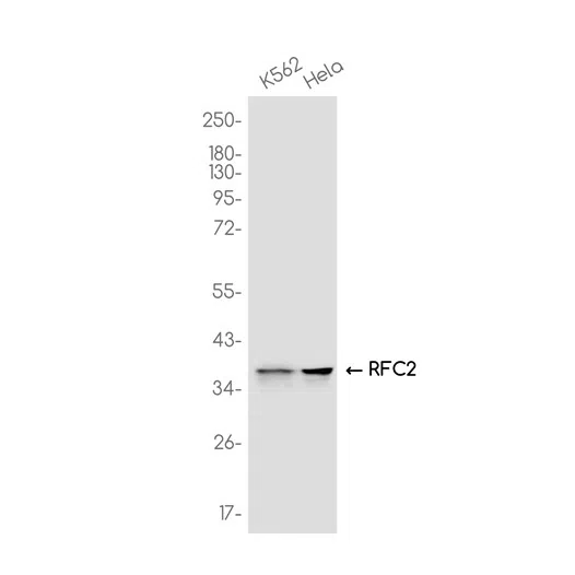 RFC2 Rabbit Monoclonal Antibody - Size: 100µl