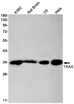 TRAX Rabbit Monoclonal Antibody - Size: 50µl