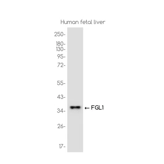 FGL1 Rabbit Monoclonal Antibody - Size: 50µl