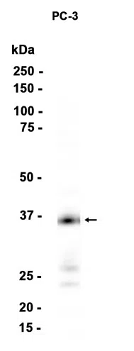 RIL Rabbit Monoclonal Antibody - Size: 100µl
