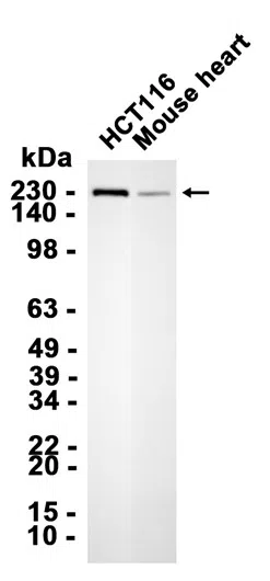 GBF1 Rabbit Monoclonal Antibody - Size: 100µl