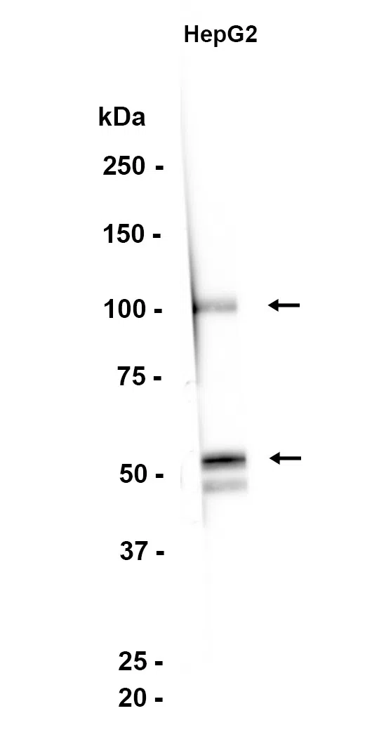 PEG10 Rabbit Monoclonal Antibody - Size: 100µl