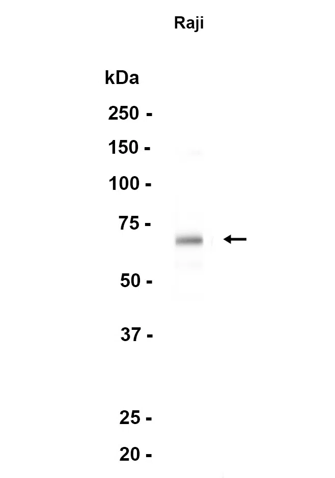 Rel B Rabbit Monoclonal Antibody - Size: 50µl