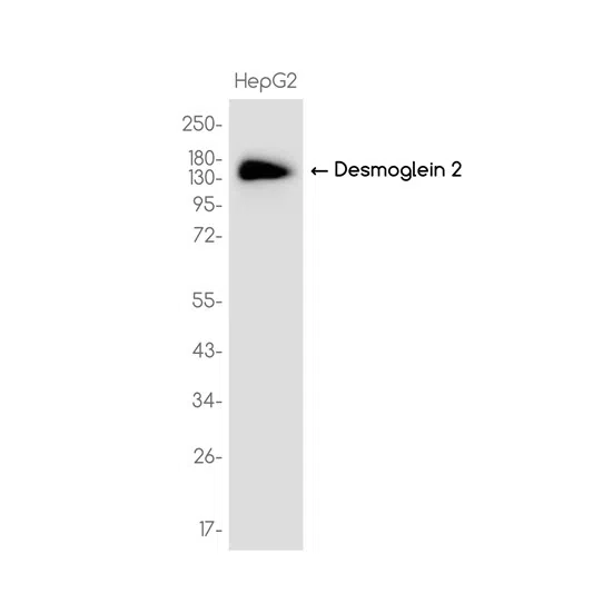 Desmoglein 2 Rabbit Monoclonal Antibody - Size: 50µl