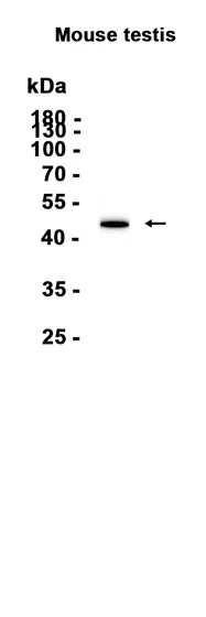 PGK2 Rabbit Monoclonal Antibody - Size: 100µl
