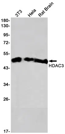 HDAC3 Rabbit Monoclonal Antibody - Size: 100µl