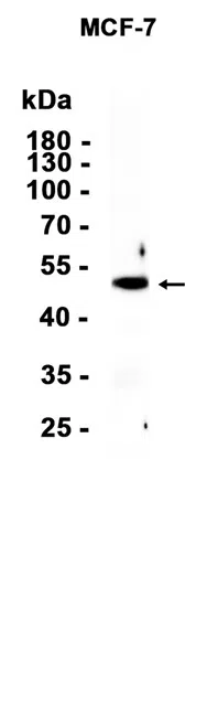 Brk Rabbit Monoclonal Antibody - Size: 50µl