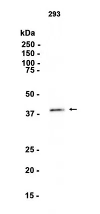 POLR1C Rabbit Monoclonal Antibody - Size: 50µl