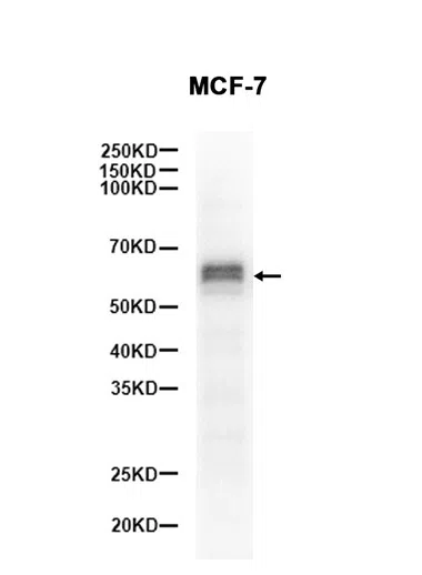 Phospho-SMAD5 (Ser463/Ser465) Rabbit Monoclonal Antibody - Size: 100µl