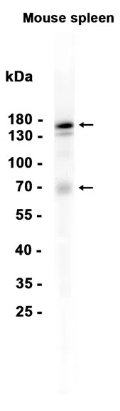 Phospho-Integrin alpha 4 (Ser1027)Rabbit Monoclonal Antibody - Size: 100