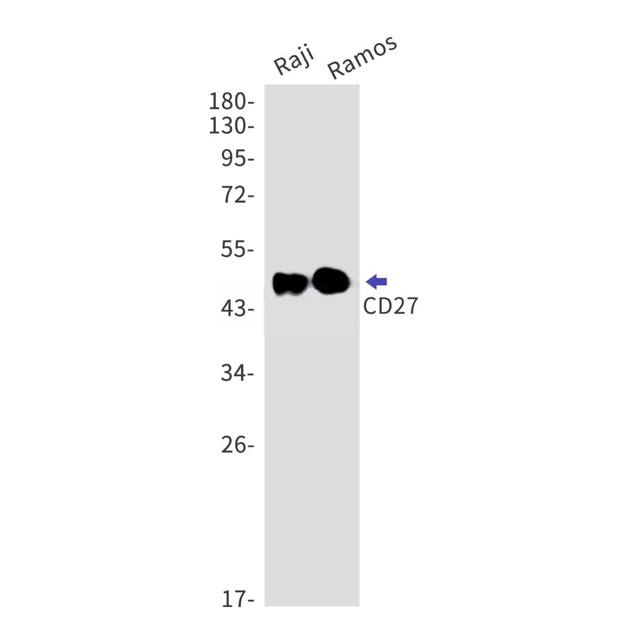 CD27 Rabbit Monoclonal Antibody - Size: 50µl