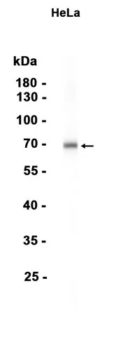 Phospho-PKC zeta (Thr560) Rabbit Monoclonal Antibody - Size: 100µl