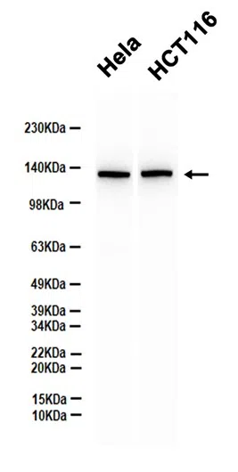 CTCF Rabbit Monoclonal Antibody