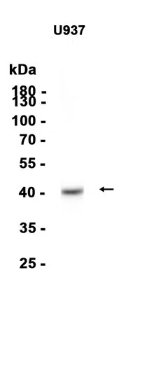 RASSF1 Rabbit Monoclonal Antibody - Size: 50µl