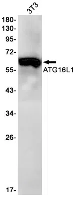 ATG16L1 Rabbit Monoclonal Antibody - Size: 100µl