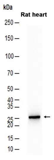 CBR3 Rabbit Monoclonal Antibody - Size: 100µl