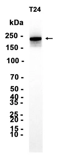 ARFGEF2 Rabbit Monoclonal Antibody - Size: 50µl