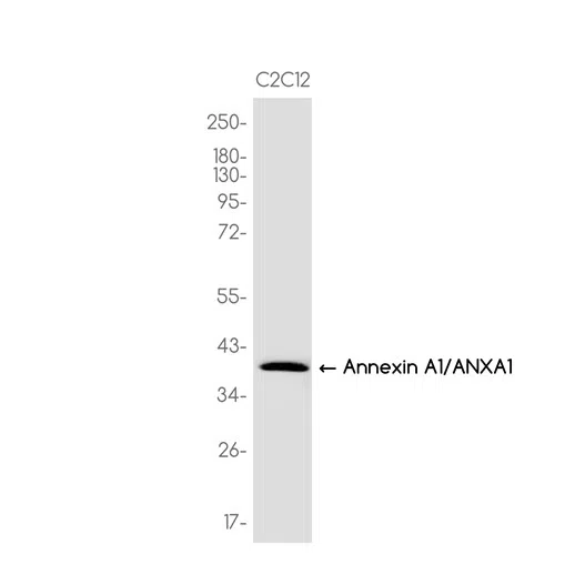 Annexin A1/ANXA1 Rabbit Monoclonal Antibody - Size: 100µl