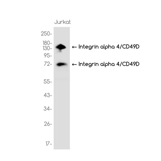 Integrin alpha 4/CD49D Rabbit Monoclonal Antibody - Size: 100µl