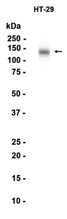 CD133 Rabbit Monoclonal Antibody - Size: 50µl