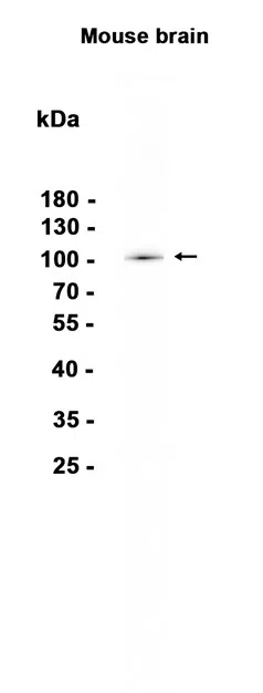 VPS34 Rabbit Monoclonal Antibody