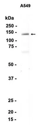 PCB Rabbit Monoclonal Antibody - Size: 100µl