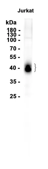 CD82 Rabbit Monoclonal Antibody - Size: 100µl