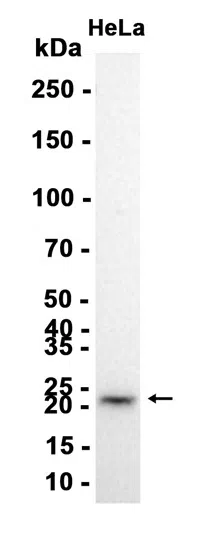 NCE2 Rabbit Monoclonal Antibody