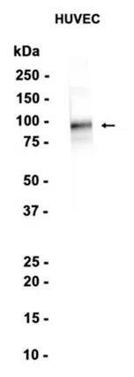 CD105 Rabbit Monoclonal Antibody - Size: 50µl