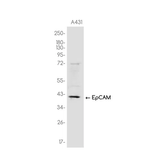 EpCAM Rabbit Monoclonal Antibody - Size: 50µl