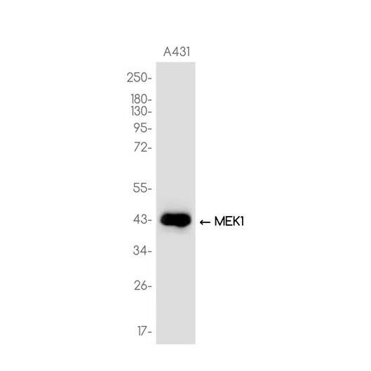 MEK1 Rabbit Monoclonal Antibody