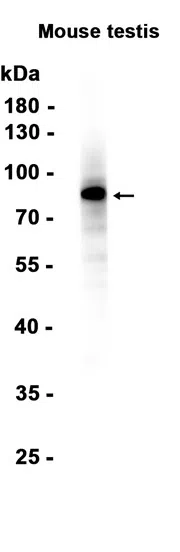 DDX4/MVH Rabbit Monoclonal Antibody - Size: 100µl