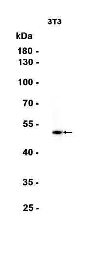 SGK1 Rabbit Monoclonal Antibody - Size: 50µl