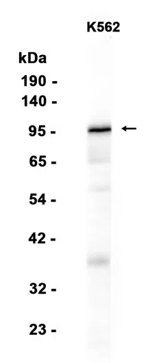 GAB2 Rabbit Monoclonal Antibody - Size: 100µl
