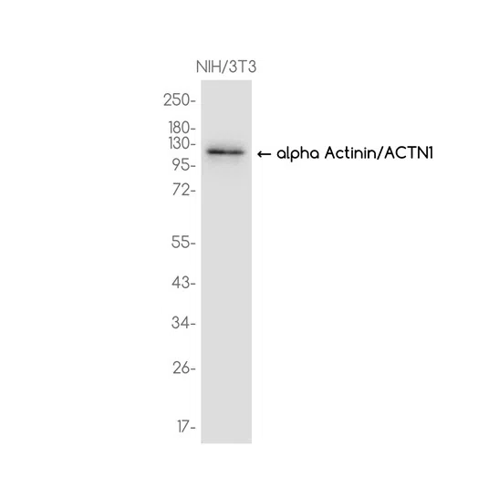 alpha Actinin/ACTN1 Rabbit Monoclonal Antibody - Size: 100µl